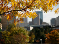 CU Denver Campus with tree