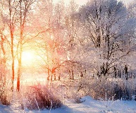 Winter scene in forest