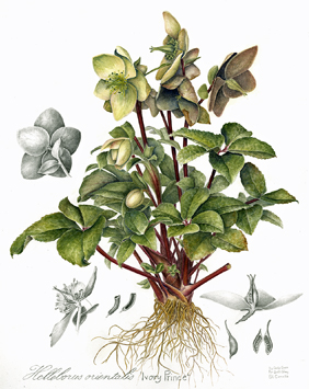 Curnutte, Susan Helleborus orientalis