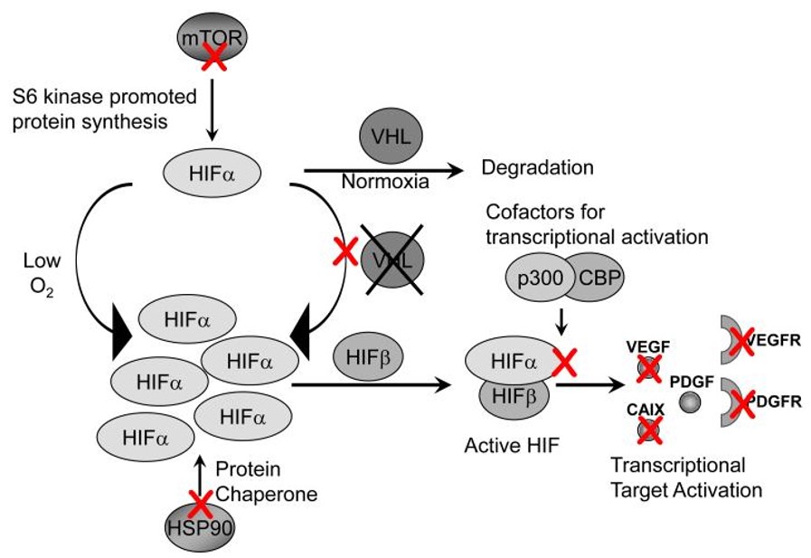 Example chart of SOM Treatment Targets to inhibit proteins