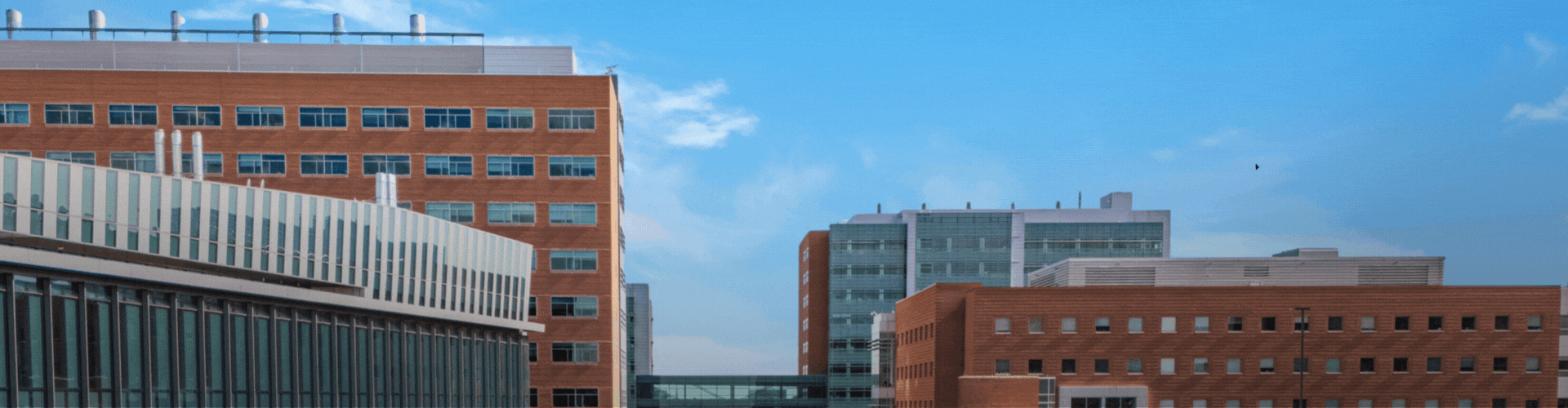 gold ribbon running through an image of campus