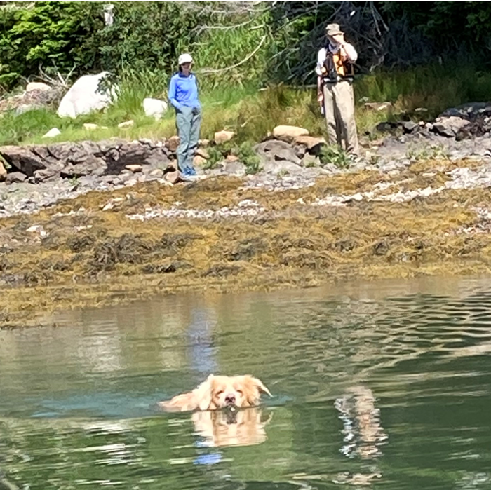 Dog paddling in water
