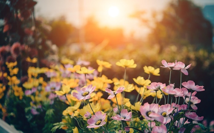 Flowers in field