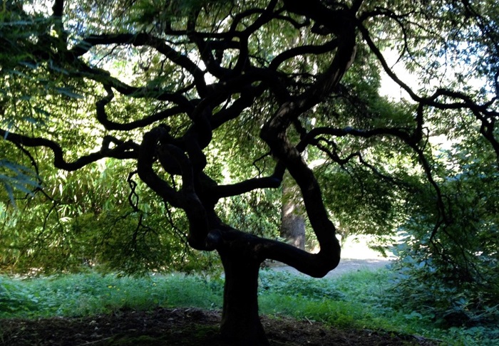 Large tree with shade