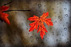 Leaf covered in water droplets Leaf covered in water droplets