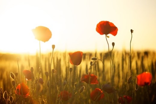 Meadow of poppies