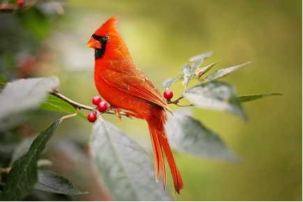 cardinal