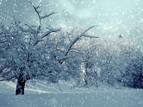 Snow-covered trees