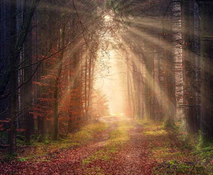 Sun shining through trees Sun shining through trees