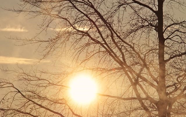 Sunset over trees