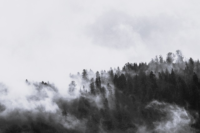 trees