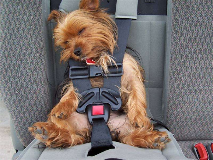 Yorkie in Car Seat