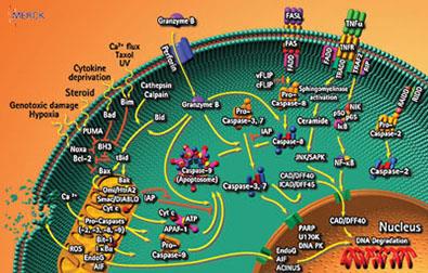 Diagram of receptors in a cell