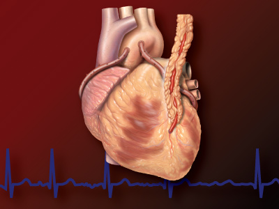 Computer rendering of heart with heartline
