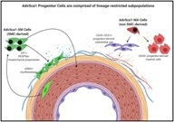 Cardiovascular and Pulmonary Biology Cardiovascular and Pulmonary Biology