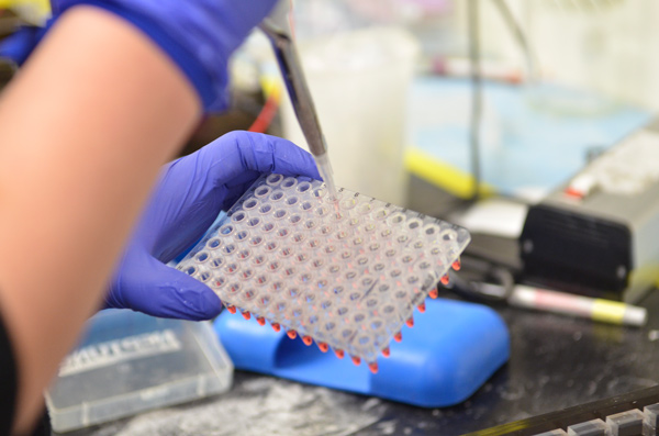 Scientist pipetting into PCR plate