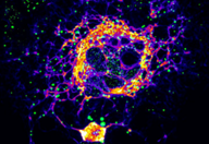 Signal Transduction Signal Transduction
