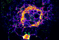 Signal Transduction