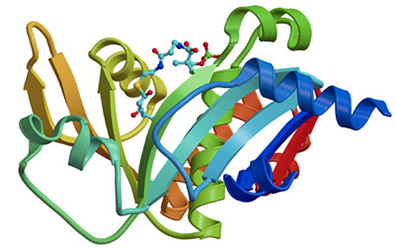 Ribbon model of multiple interacting proteins