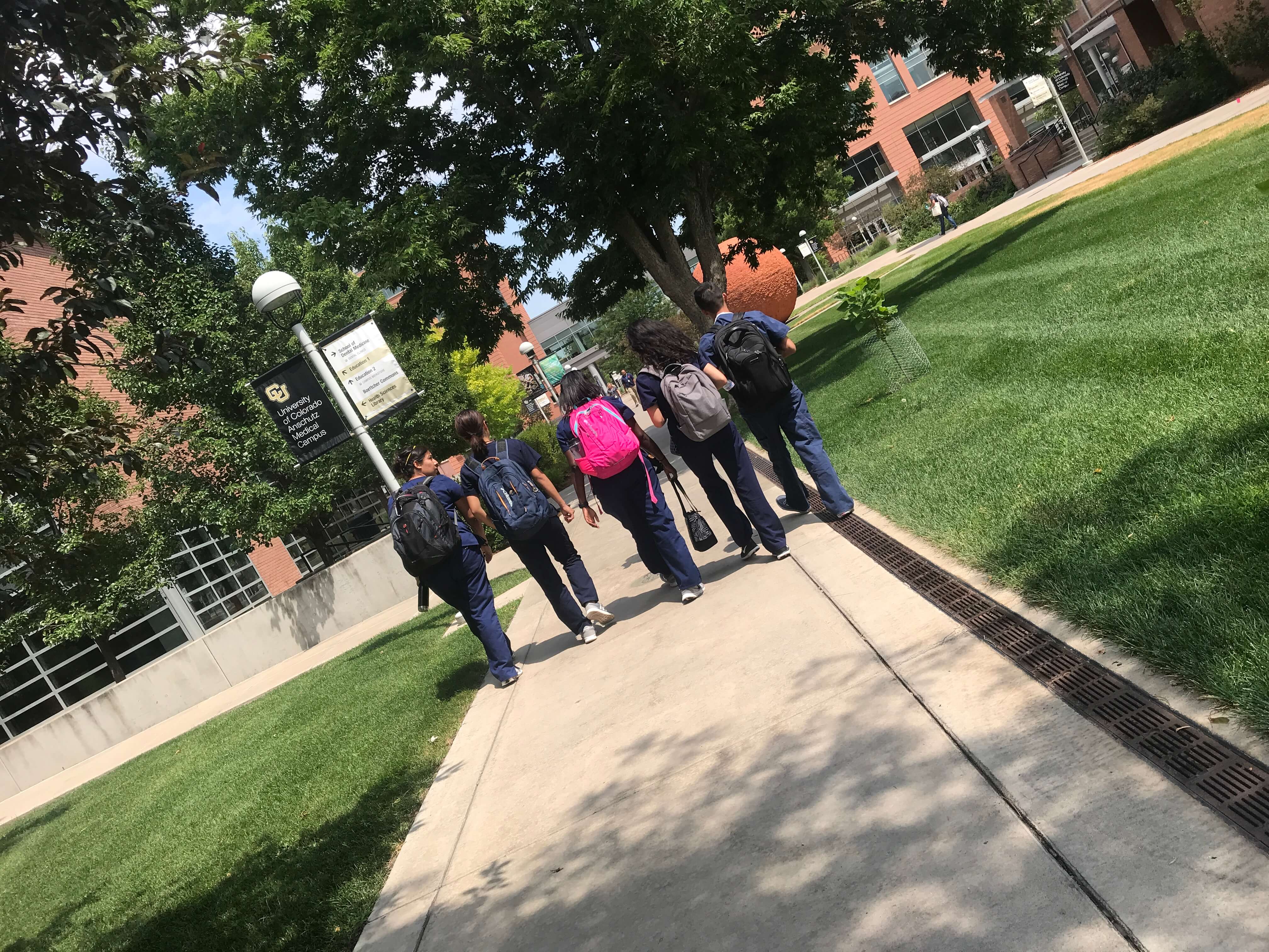 upp cohort summer dental track