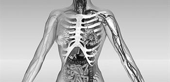 3D image of female anatomy
