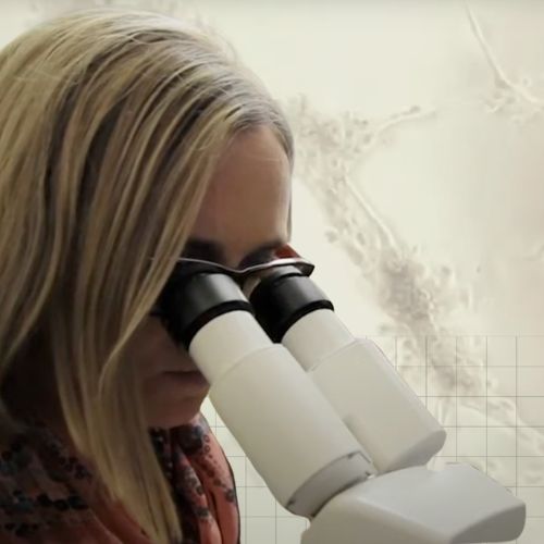 A researcher looks into a microscope.