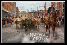 National Western Cattle Drive outside Union Station Denver